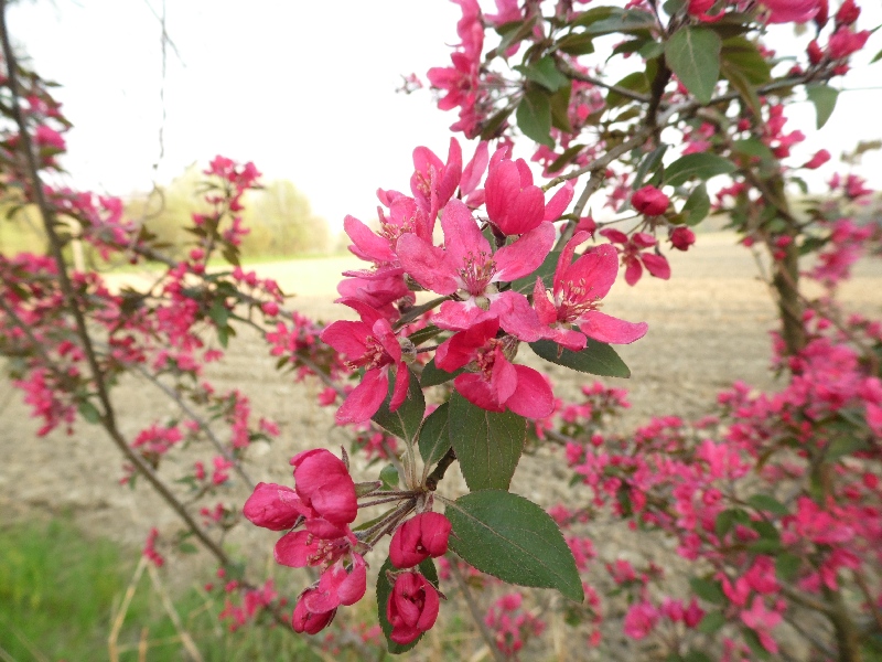 4 da id. - Malus sp.